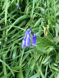 Bluebell