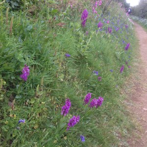 Orchids and bluebells near Jerbourg