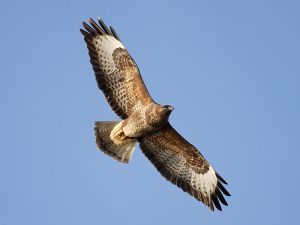 buzzard_5445