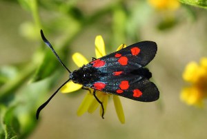 Six-spotted burnet moth