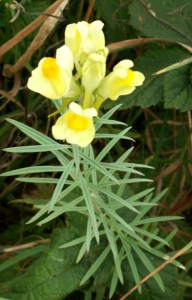 Common toadflax
