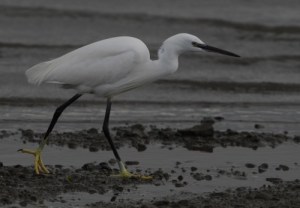Little_Egret_66_(John_Fox)